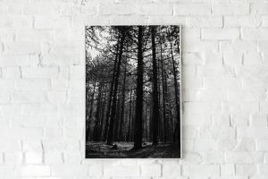 Pine Trees photo high quality